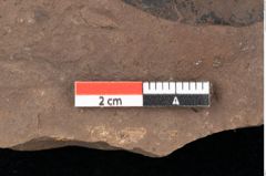 Foto (Detailsansicht) von Quercus palaeoilex Ettingshausen (NHMW-GEO-2024-0188-0808)